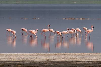 Flamingos, Lake Nakuru National Park, Kenya